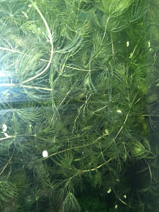 Ładne zielone roślinki zamienię na rybki