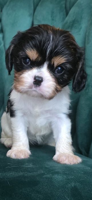 Suczka tricolor cavalier