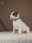 Jack Russell Terrier piesek k. włos
