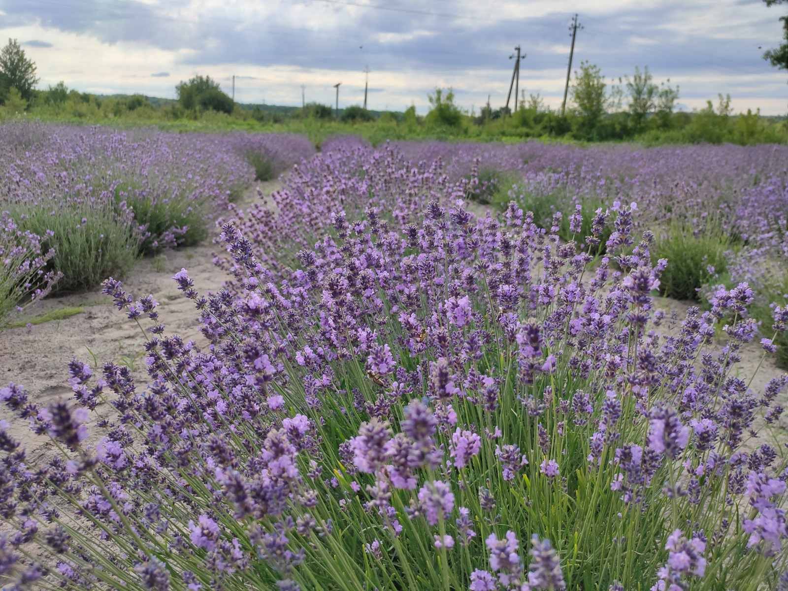 Лаванда лавандові кущі кущі лаванди