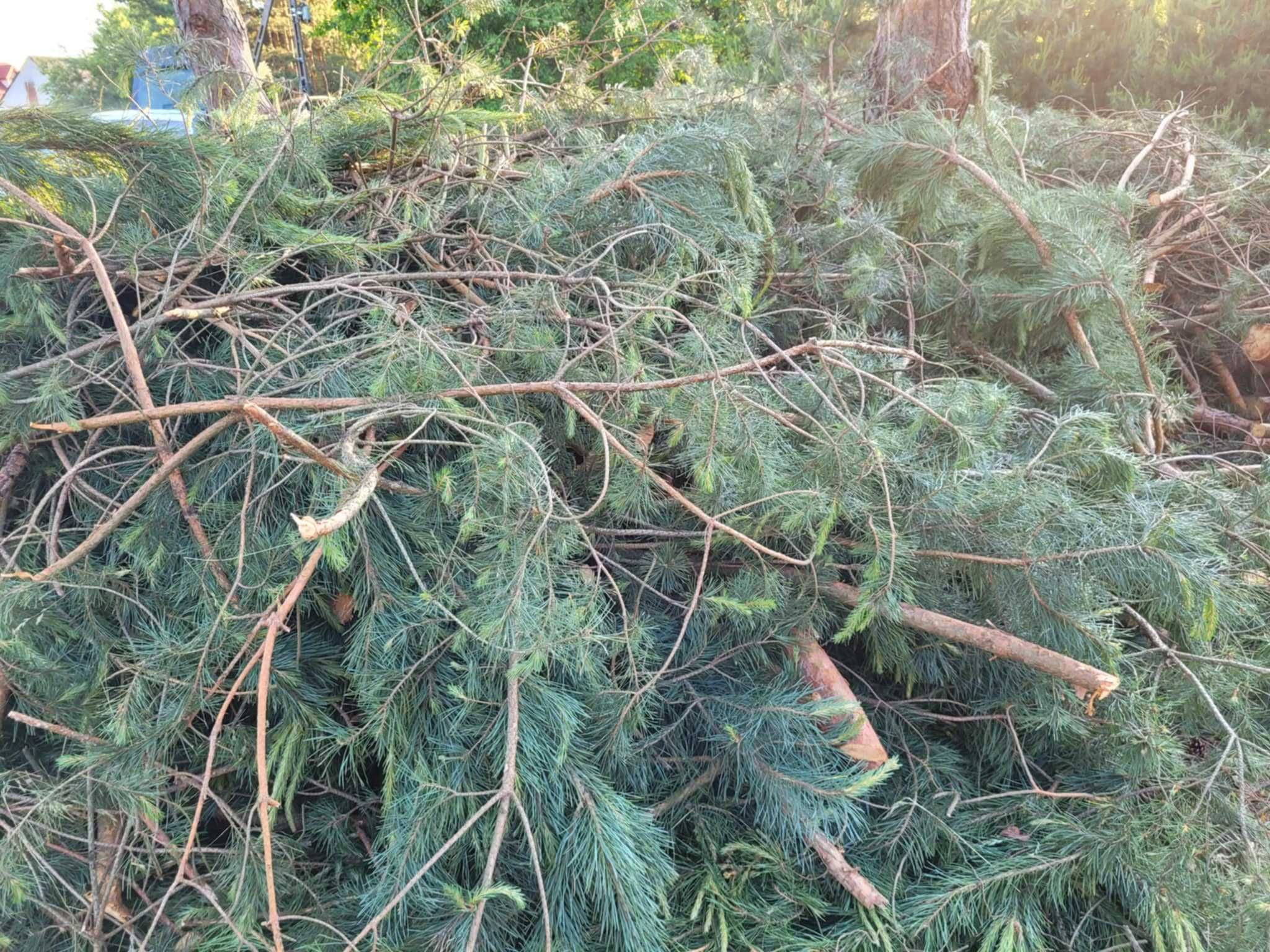 Oddam korzenie i konary drzew