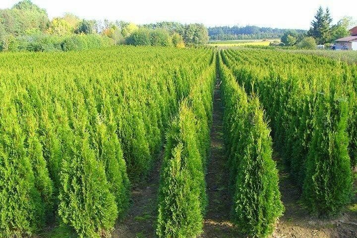 Promocja Thuja 160 cm Tuja Szmaragd Sprzedaż Sadzenie Transport