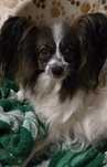 Papillon Spaniel kontynentalny miniaturowy  - ZKwP/FCI