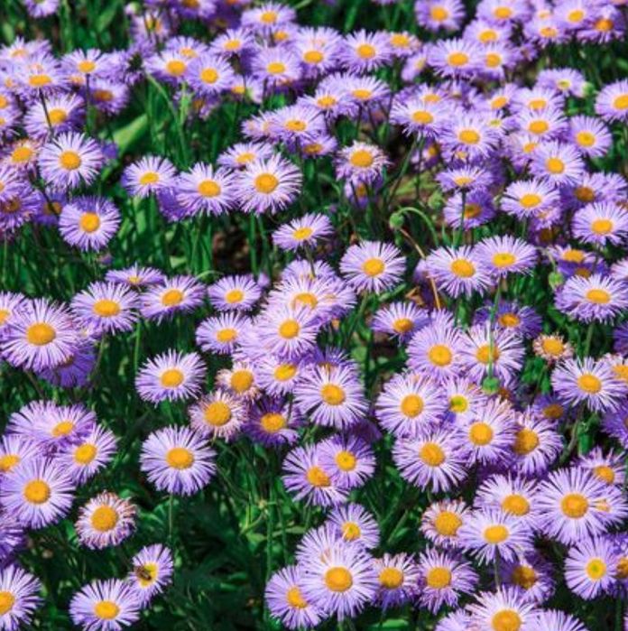 Kwiaty Astry Marcinki starodawne