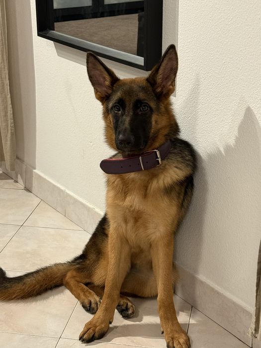 Pastor alemão fêmea 5 meses