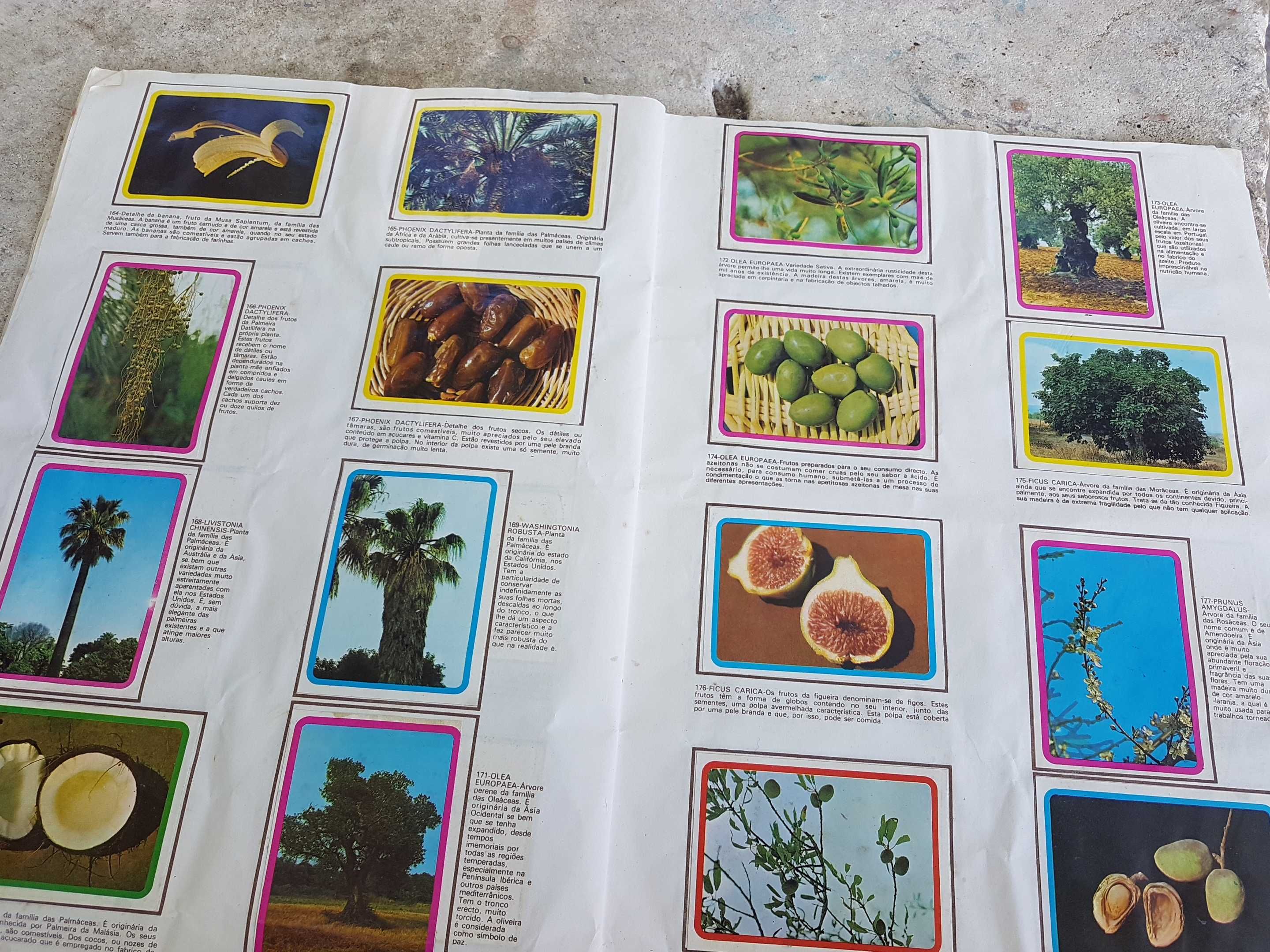 Caderneta botânica plantas, flores e frutos de 1977