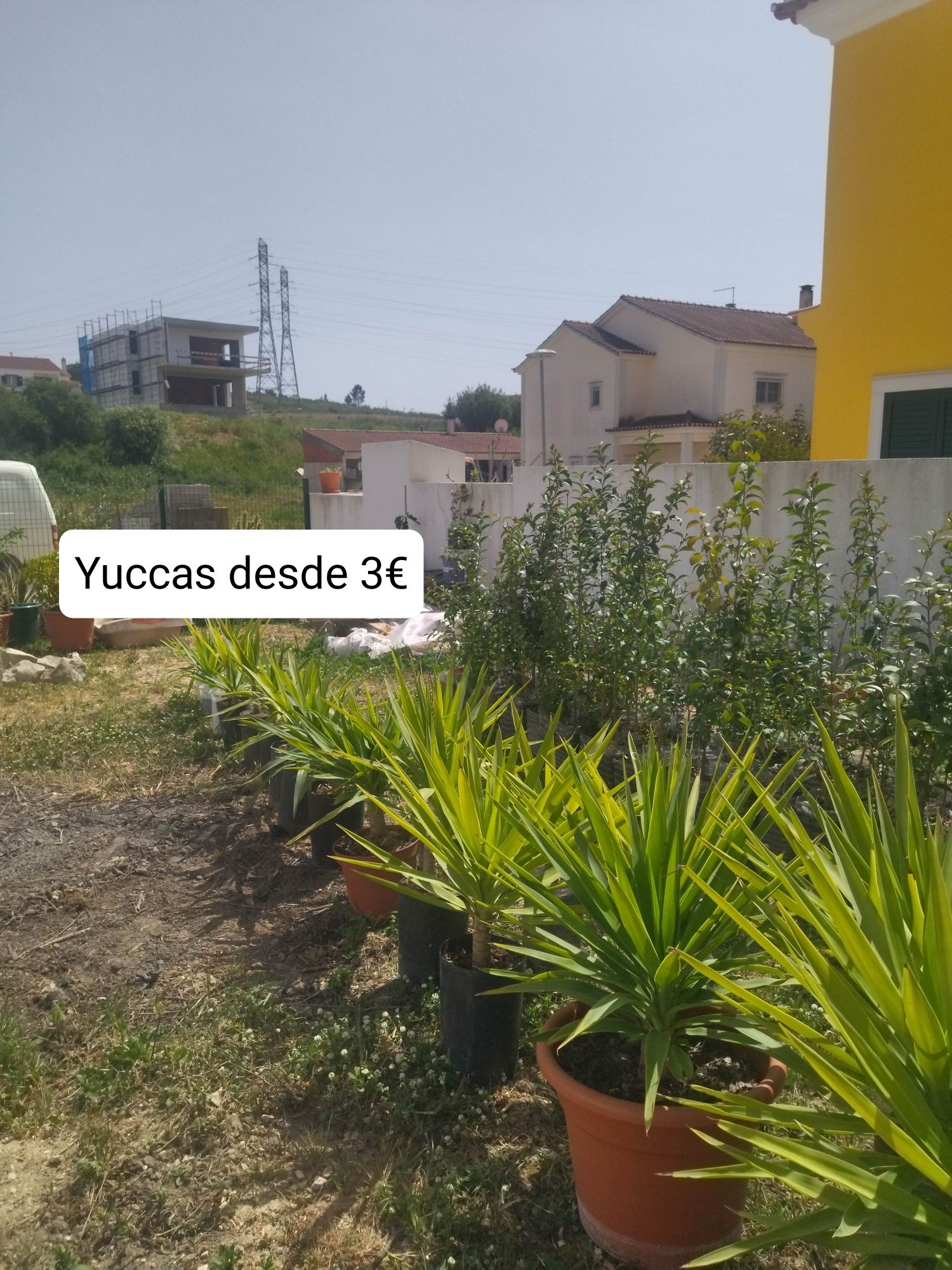 Yuccas, vários tamanhos