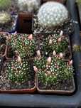 Кактус мамілярія Mammillaria painteri