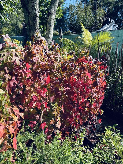 Liquidambares em vaso 2L com cerca 1m