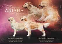 Golden Retriever FCI, suczka kremowa