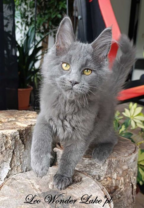 Niebieski Maine Coon - hodowlany - FPL