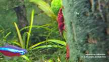 Camarões neocaridina e Plantas aquáticas