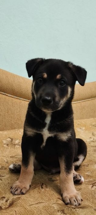 Придаштовується у добрі ручки !