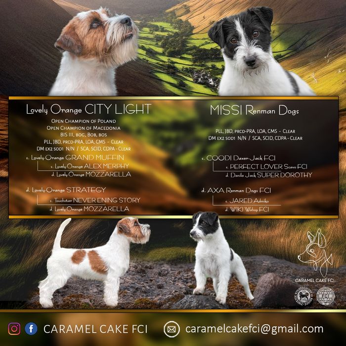 Jack Russell Terrier FCI  planowany miot - grudzień