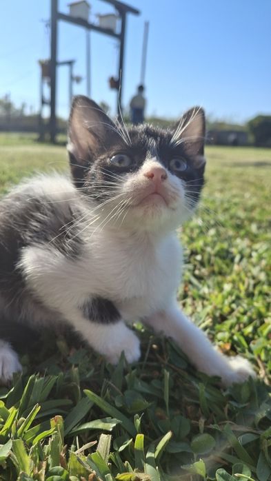 Gatos para adoção