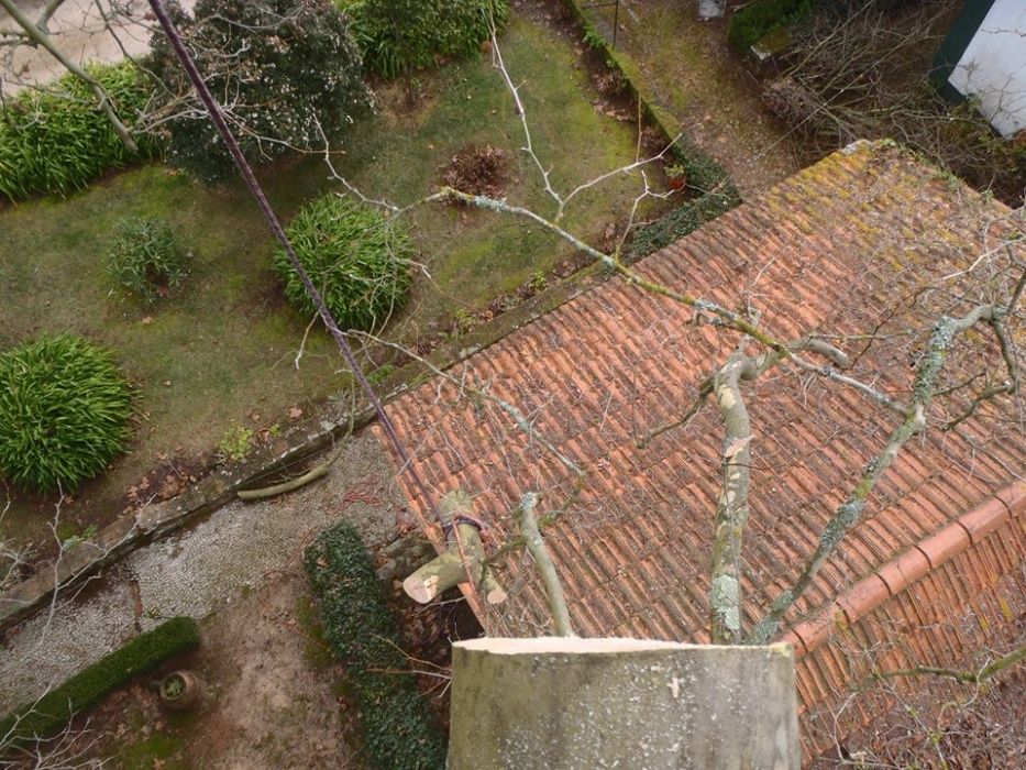 Poda e corte de arvores por acesso em cordas