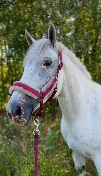 Продам Лошадь Кобыла