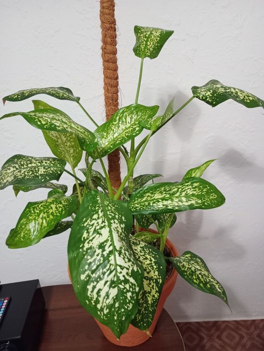 Дифенбахия продажа  или  обмен