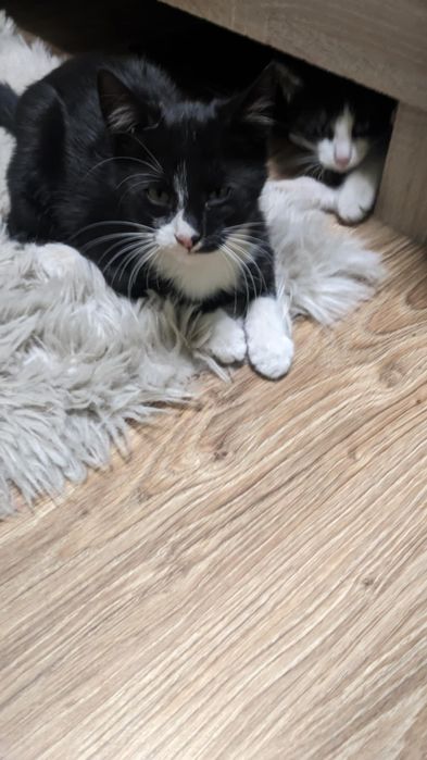 Zaginęły kocurki, prosimy o pomoc!