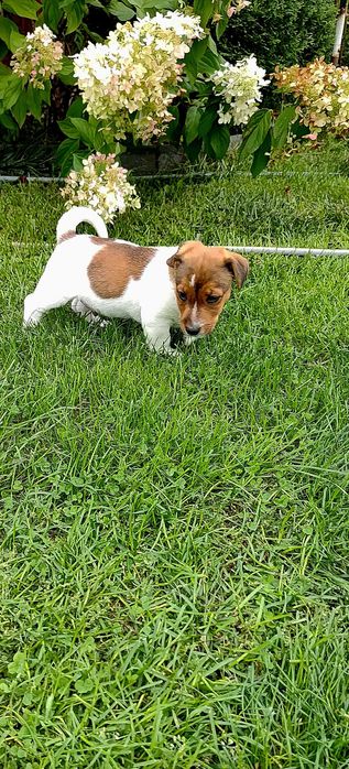 Jack Russell Terier