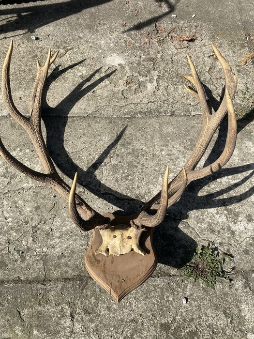 Poroże jelenia z deską