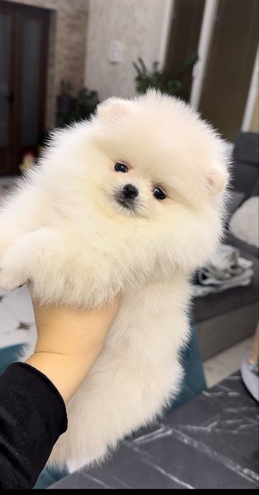 Ексклюзивні VIP цуценята. SUPER VIP mini білі померанські шпіци