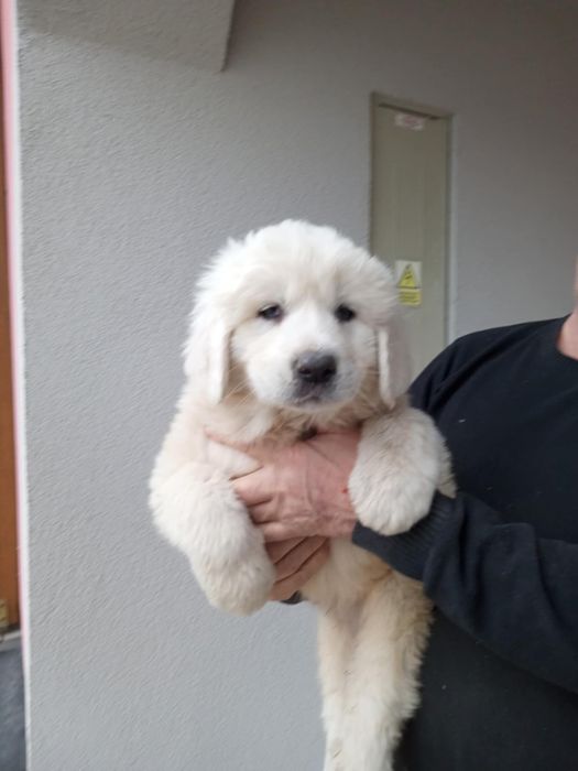 Owczarek podhalański