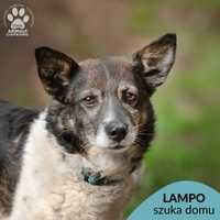 Znaleziono psa Lampo 7.06.23-gotowy do adopcji