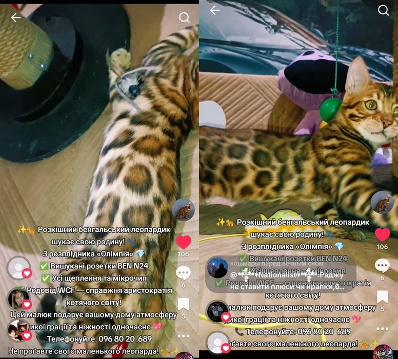 Бенгальські леопардики шукають свою родину