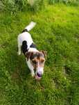 Oddam pieska rasy Jack Russell Terrier