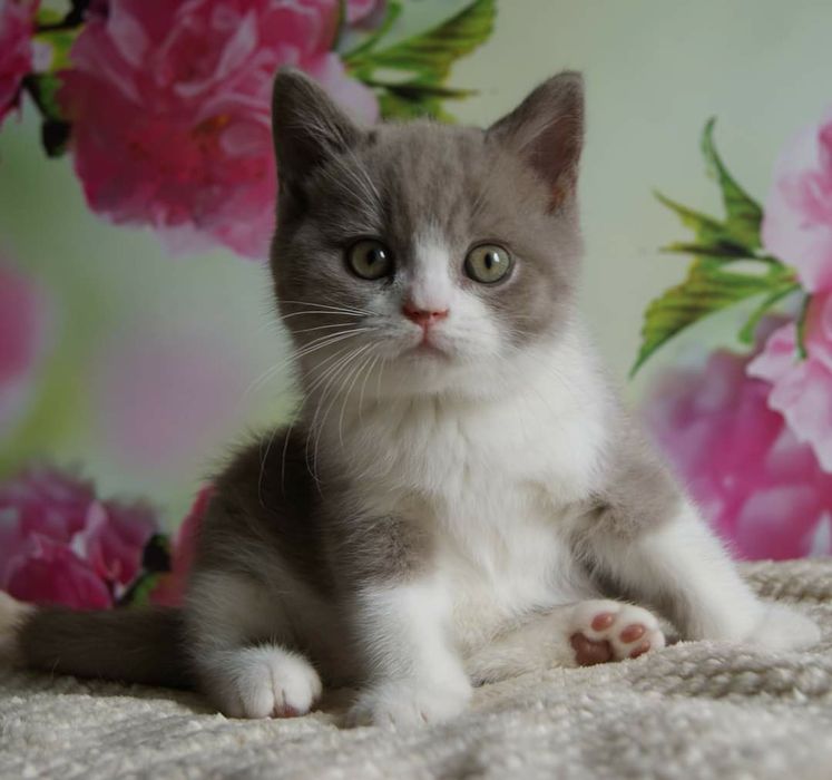 Шотландский котёнок