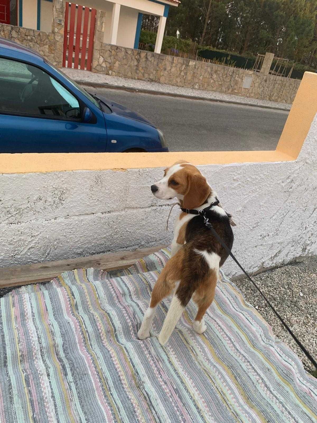 Procura-se um novo lar para a Kika – Beagle de 9 meses!