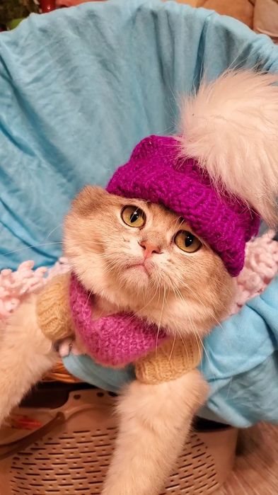 Нежные маоыши. Ручеые котята золотая шиншилла.