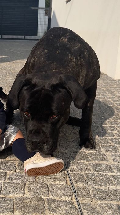 Adoção Responsável CANE CORSO