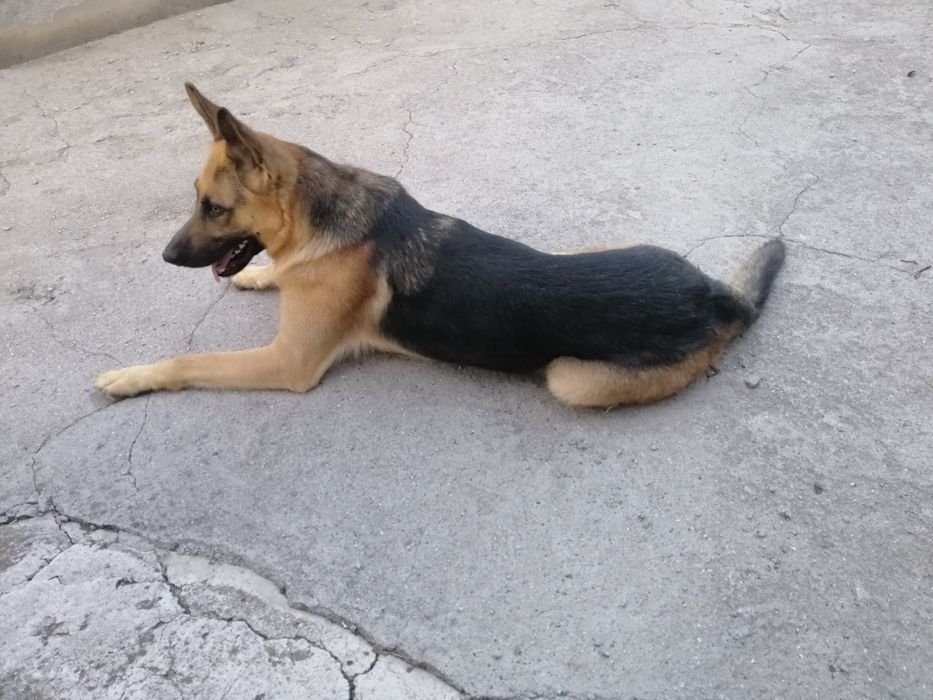 Східно-Європейський дорослий вівчар в добрі руки