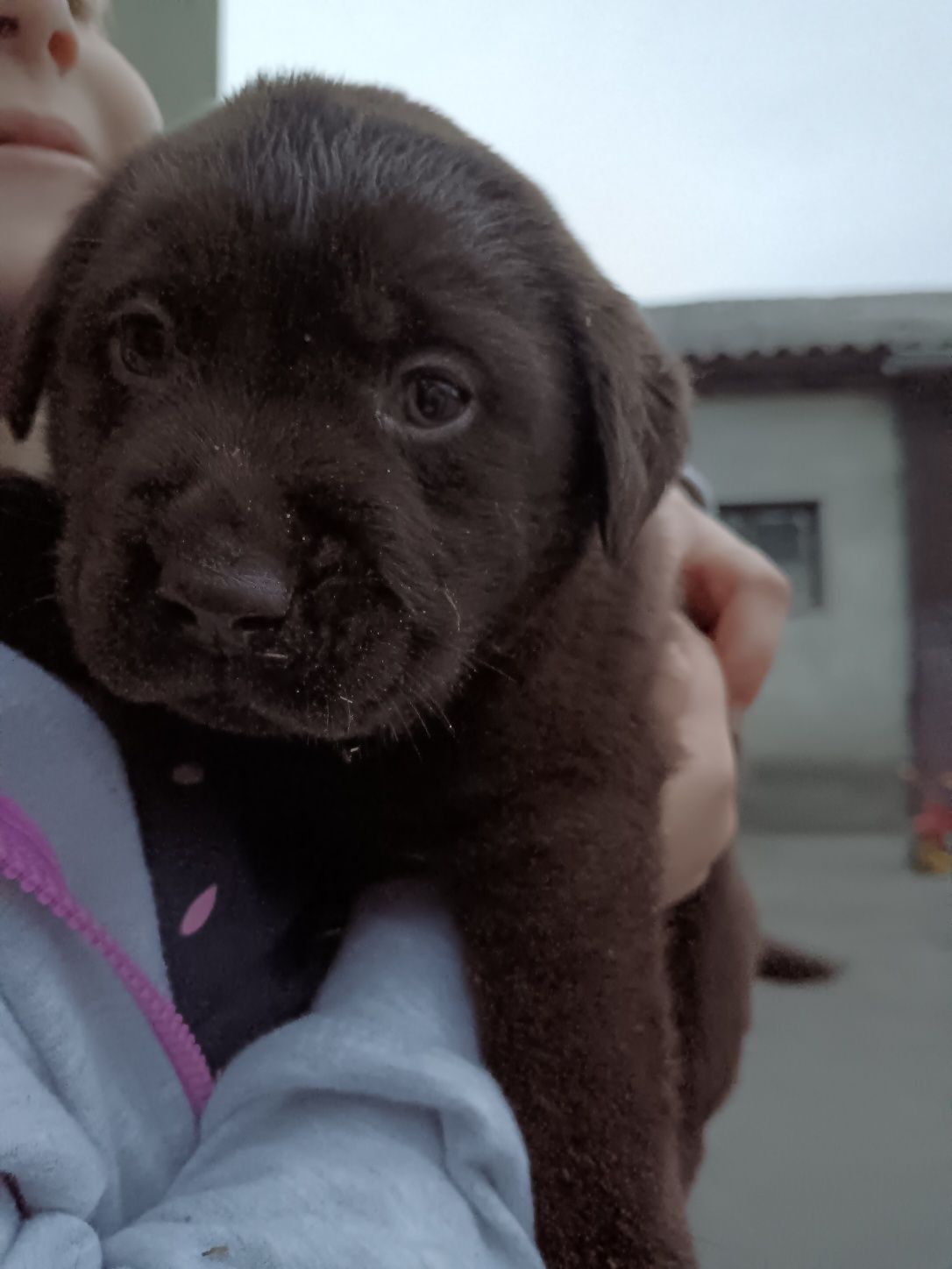 Sprzedam brązowego labradora