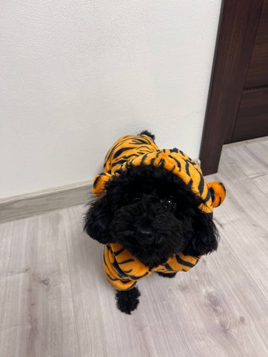 Одяг для собаки