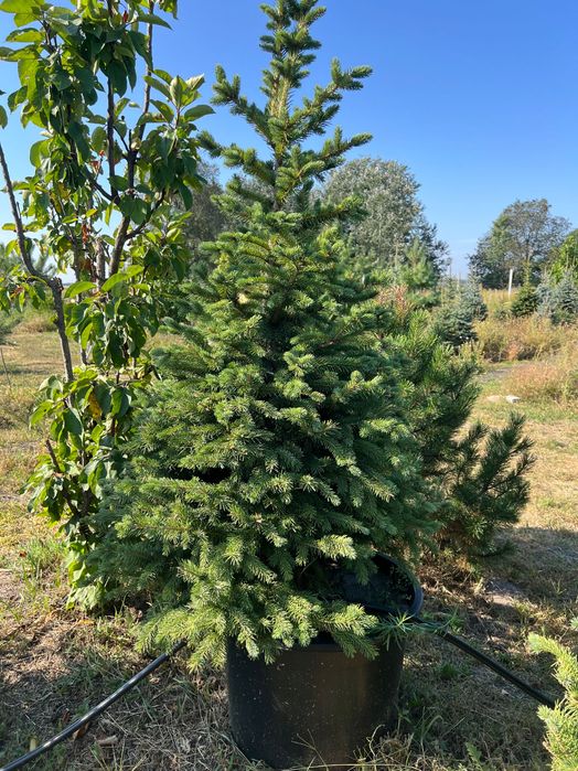 Ялинка зелена в горщику, ялина, ель, Кейбаб, зелёная, елка з комом