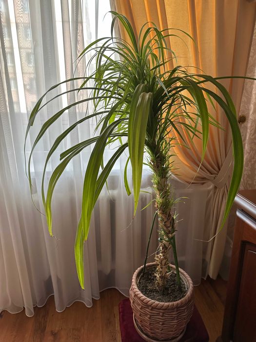 кімнатна  рослина "Панданус" (кукурузка)