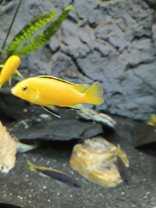 sprzedam młode pyszczaki Yellow ,Otopharynx, Saulosi, Borley