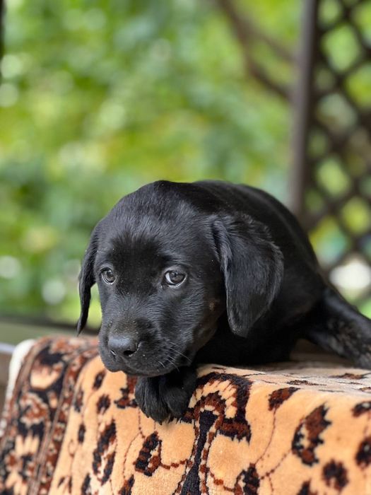 Продам лабрадорів