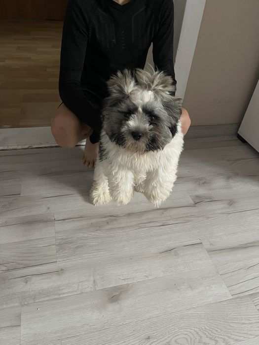 Śliczny szczeniak piesek shih tzu