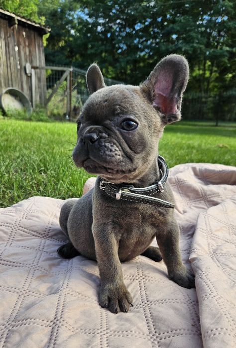 Buldog francuski