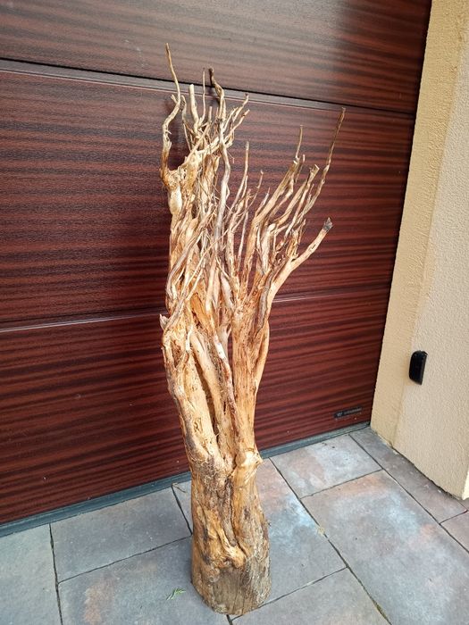 Olbrzymi, gruby naturalny korzeń do akwarium