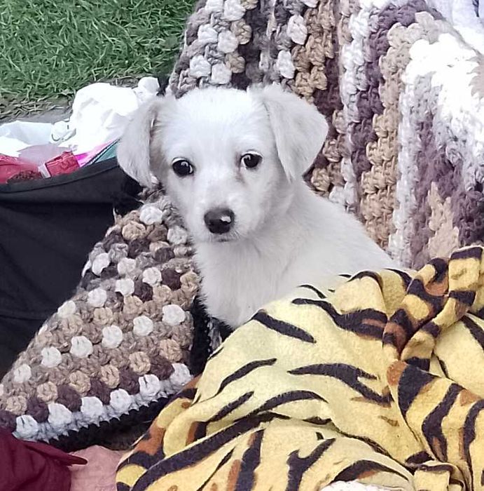 Дівчинка красуня гавкуча грайлива