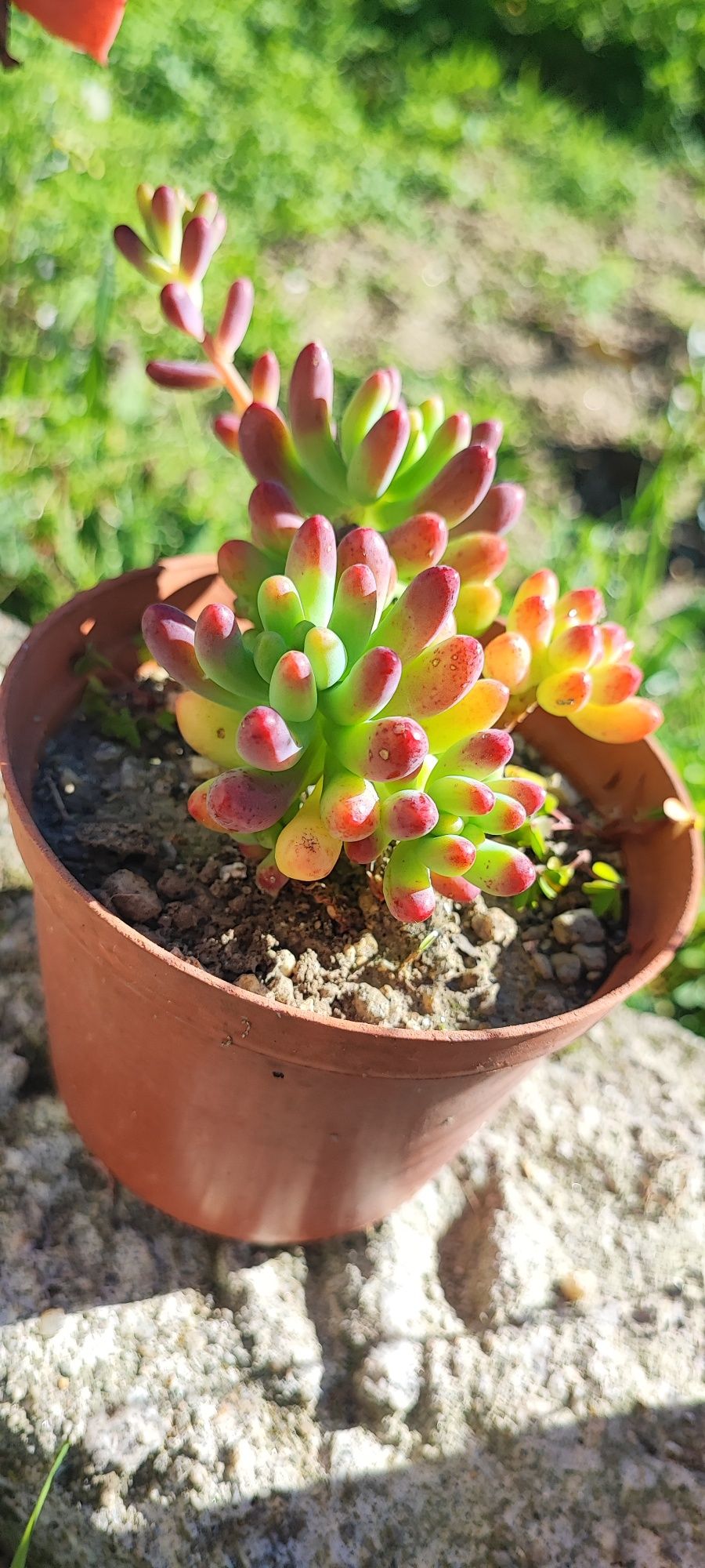 Planta suculenta