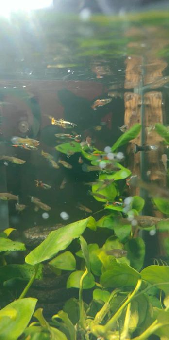 Gupiki endlera piękne