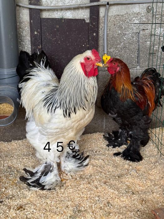 Brahma pedriz, light, mil flores