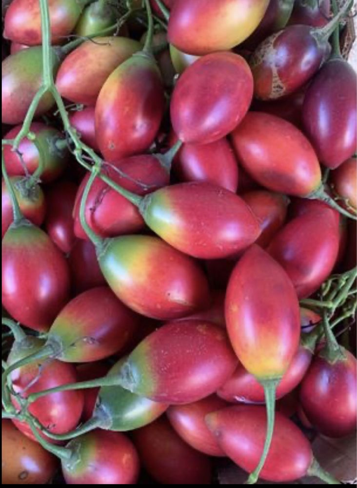 Tamarilhos biologicos