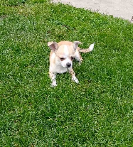 Chihuahua chłopiec